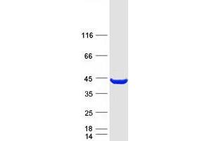 Validation with Western Blot