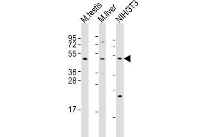 Western Blot at 1:2000 dilution Lane 1: mouse testis lysates Lane 2: mouse liver lysates Lane 3: NIH/3T3 whole cell lysates Lysates/proteins at 20 ug per lane. (MLKL anticorps  (C-Term))