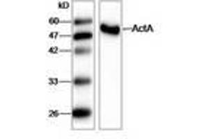 Image no. 1 for anti-Listeria Monocytogenes ActA (AA 117-278) antibody (ABIN791621) (Listeria Monocytogenes ActA (AA 117-278) anticorps)