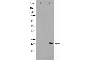 Western blot analysis on A549 cell lysate using Histone H1. (Histone H1 anticorps  (Internal Region))