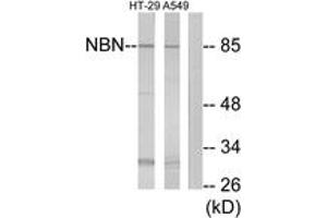 Western blot analysis of extracts from A549/HT-29 cells, using NBN Antibody. (Nibrin anticorps  (AA 431-480))