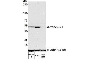 Western Blotting (WB) image for anti-Transforming Growth Factor, beta 1 (TGFB1) (AA 325-375) antibody (ABIN7449529)