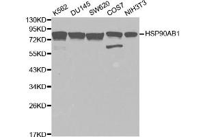 Western blot analysis of extracts of various cell lines, using HSP90AB1 antibody. (HSP90AB1 anticorps)