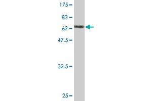 Western Blot detection against Immunogen (79.