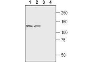 Western blot analysis of rat brain membranes (lanes 1 and 3) and mouse brain synaptosomal fraction (lanes 2 and 4): - 1,2.