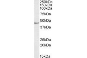 ABIN334503 (0. (TARDBP anticorps  (Internal Region))