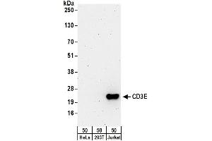 Western Blotting (WB) image for anti-CD3 epsilon (CD3E) (AA 157-207) antibody (ABIN7453426)