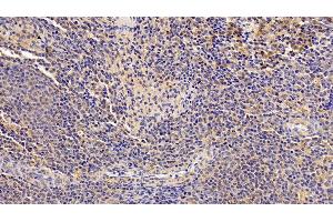 Detection of IL4R in Porcine Spleen Tissue using Polyclonal Antibody to Interleukin 4 Receptor (IL4R) (IL4 Receptor anticorps  (AA 26-232))