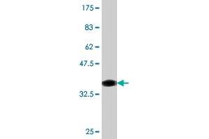 Western Blot detection against Immunogen (36.