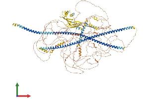 AlphaFold protein structure predicition of Human Recombinant SYNM Protein, UniprotID O15061