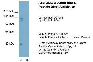 Host:  Rabbit  Target Name:  GLI2  Sample Type:  Jurkat  Lane A:  Primary Antibody  Lane B:  Primary Antibody + Blocking Peptide  Primary Antibody Concentration:  2.