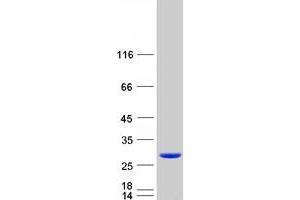 Validation with Western Blot