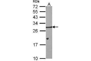 WB Image Sample (30 ug of whole cell lysate) A:NIH-3T3 12% SDS PAGE antibody diluted at 1:1000 (BCL2L1 anticorps)
