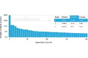 Analysis of Protein Array containing more than 19,000 full-length human proteins using CELF2 Mouse Monoclonal Antibody (PCRP-CELF2-1E4).