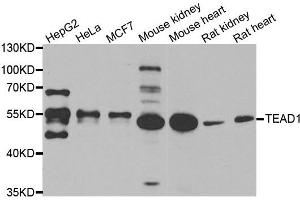 Western blot analysis of extracts of various cell lines, using TEAD1 antibody. (TEAD1 anticorps)