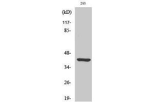 Western Blotting (WB) image for anti-Ethanolamine Kinase 2 (ETNK2) (Internal Region) antibody (ABIN3184561) (Ethanolamine Kinase 2 anticorps  (Internal Region))
