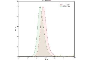 Detection of Hsp60 in HepG2 human hepatocellular carcinoma cell line using Polyclonal Antibody to Heat Shock Protein 60 (Hsp60)