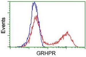 HEK293T cells transfected with either RC200963 overexpress plasmid (Red) or empty vector control plasmid (Blue) were immunostained by anti-GRHPR antibody (ABIN2453971), and then analyzed by flow cytometry. (GRHPR anticorps)