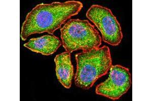 Immunofluorescence analysis of GC-7901 cells using VEGFA mouse mAb (green).