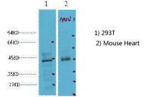 Western Blot (WB) analysis of 1) 293T, 2) Mouse Heart tissue, diluted at 1:2000. (CDX2 anticorps)
