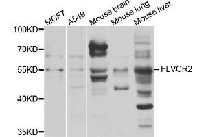 Western blot analysis of extracts of various cell lines, using FLVCR2 antibody (ABIN5975195) at 1/1000 dilution. (FLVCR2 anticorps)