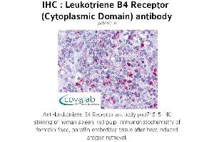 Image no. 1 for anti-Leukotriene B4 Receptor (LTB4R) (3rd Cytoplasmic Domain) antibody (ABIN1736422) (Leukotriene B4 Receptor/BLT anticorps  (3rd Cytoplasmic Domain))