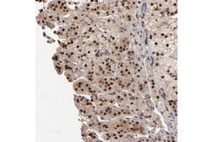 Immunohistochemical staining of human adrenal gland with EAPP polyclonal antibody  shows strong nuclear positivity in cortical cells.