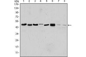 Western blot analysis using AURKA mouse mAb against HEK293 (1), Sw620 (2), MCF-7 (3), Jurkat (4), Hela (5), HepG2 (6), Cos7 (7) and PC-12 (8) cell lysate. (Aurora A anticorps)