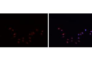 ABIN6269094 staining HepG2?