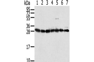 Western Blot analysis of HepG2, Jurkat, Hela, Raji, RAW264. (RPS3 anticorps)