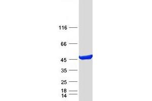 Validation with Western Blot