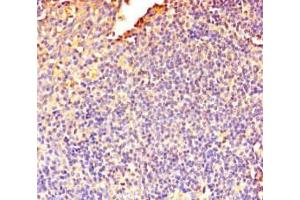 Immunohistochemistry of paraffin-embedded human tonsil tissue using ABIN7150574 at dilution of 1:100