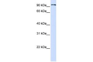 WB Suggested Anti-PCDHB13 Antibody Titration:  0. (PCDHB13 anticorps  (Middle Region))