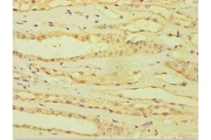Immunohistochemistry of paraffin-embedded human kidney tissue using ABIN7144871 at dilution of 1:100 (ATP5J anticorps  (AA 1-108))