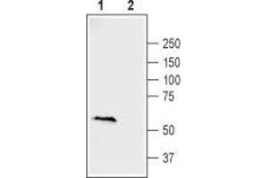 Western blot analysis of rat heart lysate: - 1. (FZD2 anticorps  (Extracellular, N-Term))