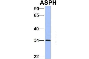 Host:  Rabbit  Target Name:  WT1  Sample Type:  721_B  Antibody Dilution:  1.