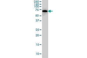 SWAP70 monoclonal antibody (M09A), clone 3H8.