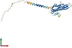 AlphaFold protein structure predicition of Human Recombinant TNFSF8 Protein, UniprotID P32971