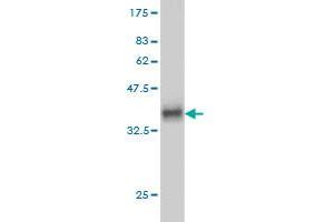 Western Blot detection against Immunogen (36.