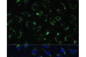 Immunofluorescence analysis of U-2 OS cells using COX5B Polyclonal Antibody at dilution of 1:100.