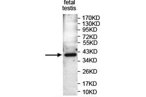 Western blot analysis of PAF Antibody using fetal testis Lysate at a dilution of 1/1000. (KIAA0101 anticorps  (AA 8-101))