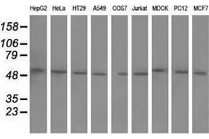 Western blot analysis of extracts (35 µg) from 9 different cell lines by using anti-BTN1A1 monoclonal antibody. (BTN1A1 anticorps)