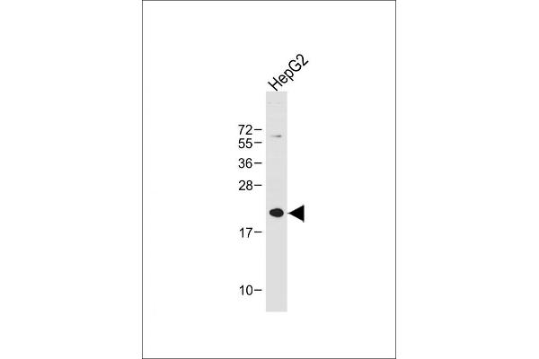 ID1 antibody  (AA 66-93)