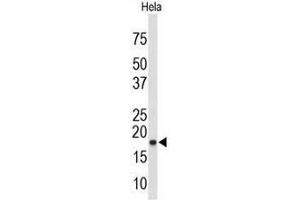 Western blot analysis of COX4I1 Antibody (N-term) in Hela cell line lysates (35µg/lane).