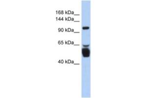 Western Blotting (WB) image for anti-Leucine Rich Repeat Containing 8 Family, Member B (LRRC8B) antibody (ABIN2463917) (LRRC8B anticorps)