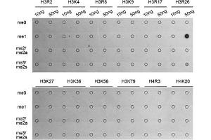 Dot-blot analysis of various methylation peptides using Monomethyl-Histone H3-R26 antibody (ABIN5969833). (Histone 3 anticorps  (H3R26me))