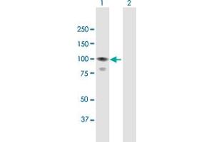 Western Blot analysis of CALCOCO1 expression in transfected 293T cell line by CALCOCO1 MaxPab polyclonal antibody. (CALCOCO1 anticorps  (AA 1-691))