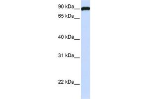WB Suggested Anti-FAM62C Antibody Titration:  0.