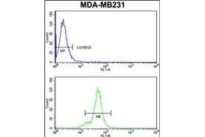 NCK1 Antibody (N-term) (ABIN652772 and ABIN2842508) flow cytometry analysis of MDA-M cells (bottom histogram) compared to a negative control cell (top histogram). (NCK1 anticorps  (N-Term))