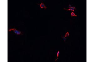 ABIN6276889 staining HepG2?